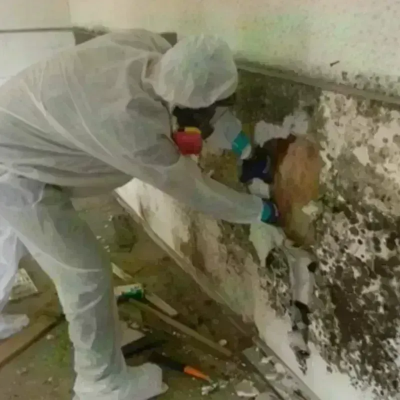 Mold Remediation and Removal in Decatur, TN